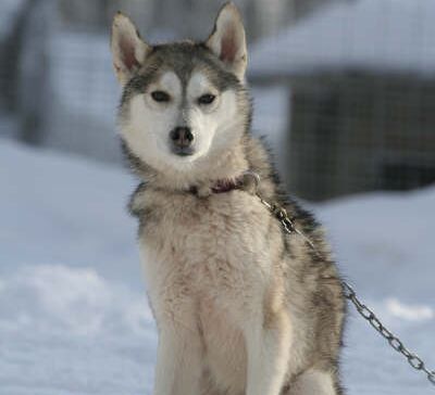 Luxus pur mit Huskys und Rentieren © isosyoete